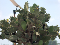 Opuntia echios