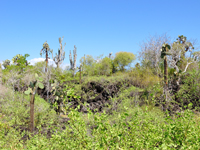 Opuntia echios