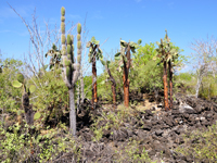 Opuntia echios