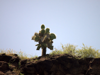 Opuntia echios