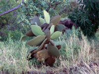 Opuntia echios