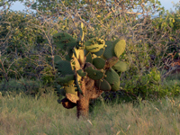 Opuntia echios