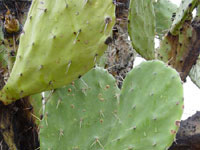 Opuntia elatior