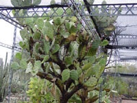 Opuntia elatior