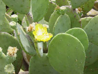 Opuntia ellisiana