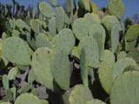 Opuntia ellisiana