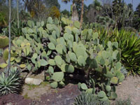 Opuntia ellisiana