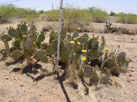 Opuntia engelmannii