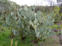 Opuntia engelmannii