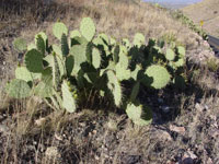 Opuntia engelmannii