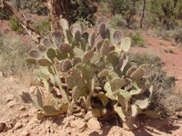 Opuntia engelmannii