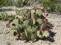 Opuntia engelmannii