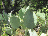 Opuntia engelmannii