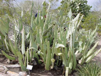 Opuntia engelmannii