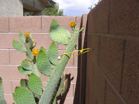 Opuntia engelmannii