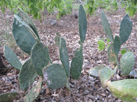 Opuntia engelmannii