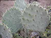 Opuntia engelmannii