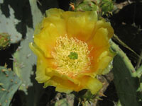 Opuntia engelmannii