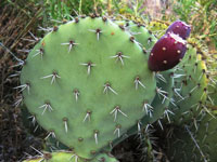 Opuntia engelmannii