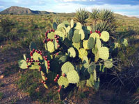 Opuntia engelmannii