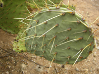 Opuntia engelmannii