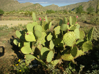 Opuntia engelmannii