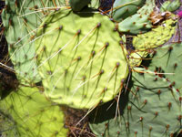 Opuntia engelmannii