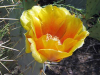 Opuntia engelmannii