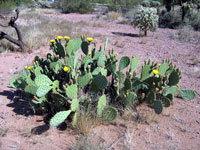 Opuntia engelmannii