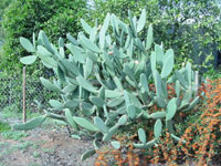 Opuntia ficus-indica