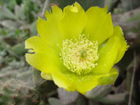 Opuntia ficus-indica