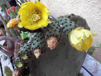 Opuntia ficus-indica