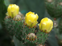 Opuntia ficus-indica