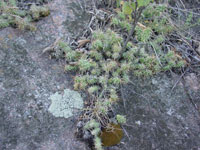 Opuntia fragilis