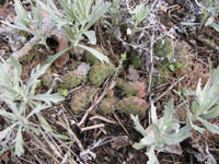 Opuntia fragilis