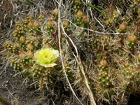 Opuntia fragilis