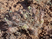 Opuntia fragilis