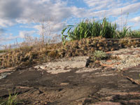 Opuntia fragilis