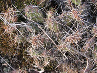 Opuntia fragilis