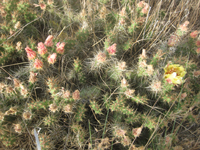 Opuntia fragilis