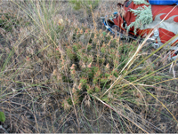 Opuntia fragilis