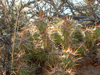 Opuntia fragilis