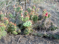 Opuntia fragilis