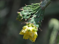 Opuntia helleri