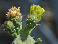 Opuntia helleri