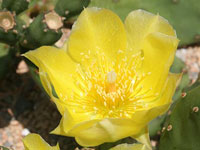 Opuntia humifusa