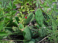 Opuntia humifusa