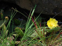 Opuntia humifusa