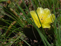 Opuntia humifusa