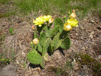 Opuntia humifusa